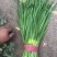 河北临漳大叶韭菜