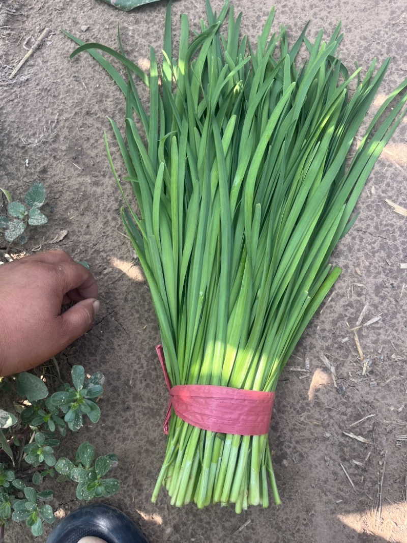 河北临漳大叶韭菜