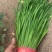 河北临漳大叶韭菜