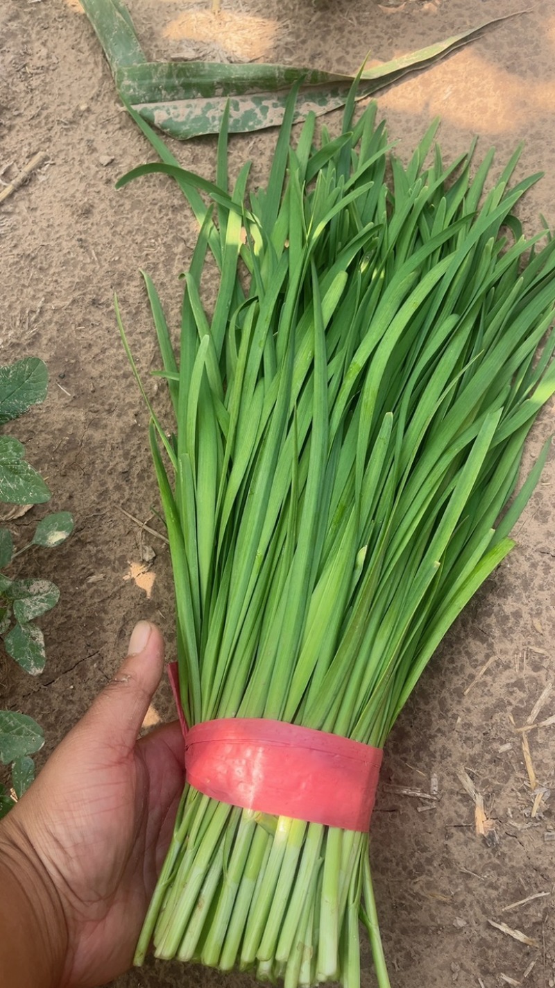 河北临漳大叶韭菜