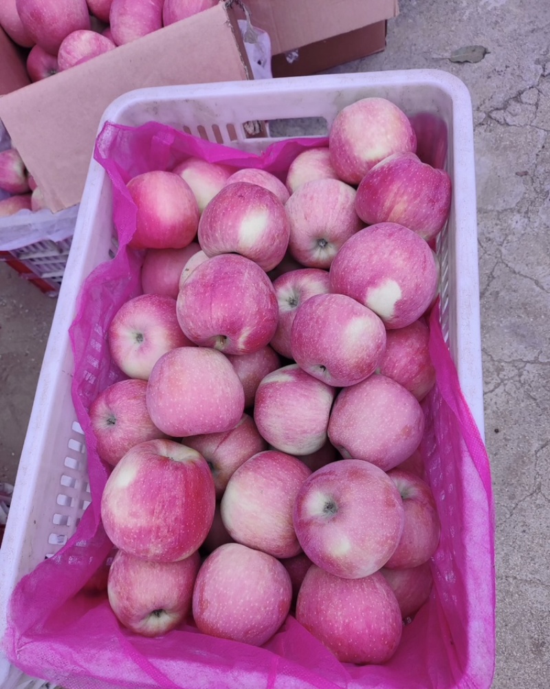 山东【红星苹果】基地常年供应货源充足