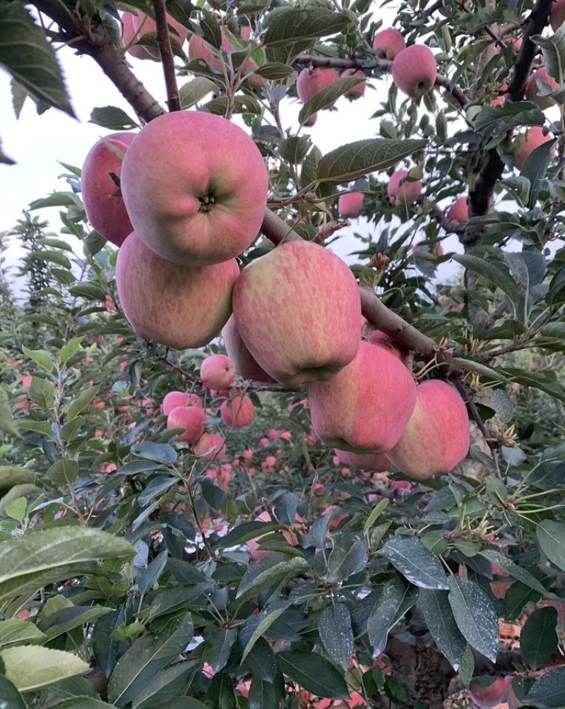 山东【红星苹果】基地常年供应货源充足
