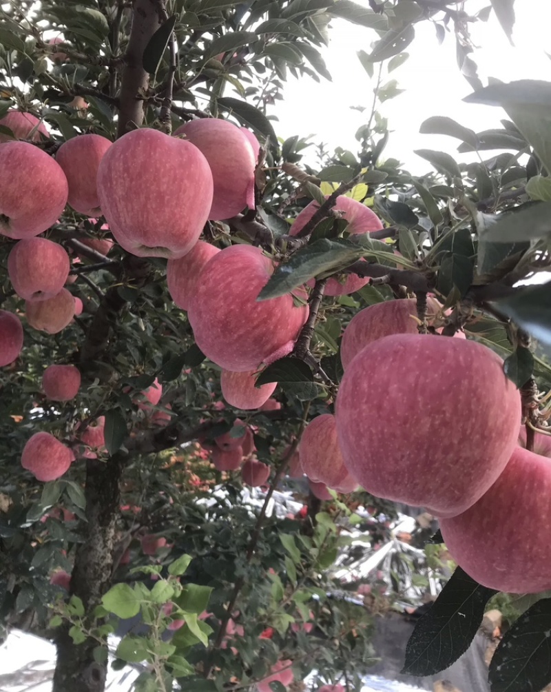 山东【红星苹果】基地常年供应货源充足