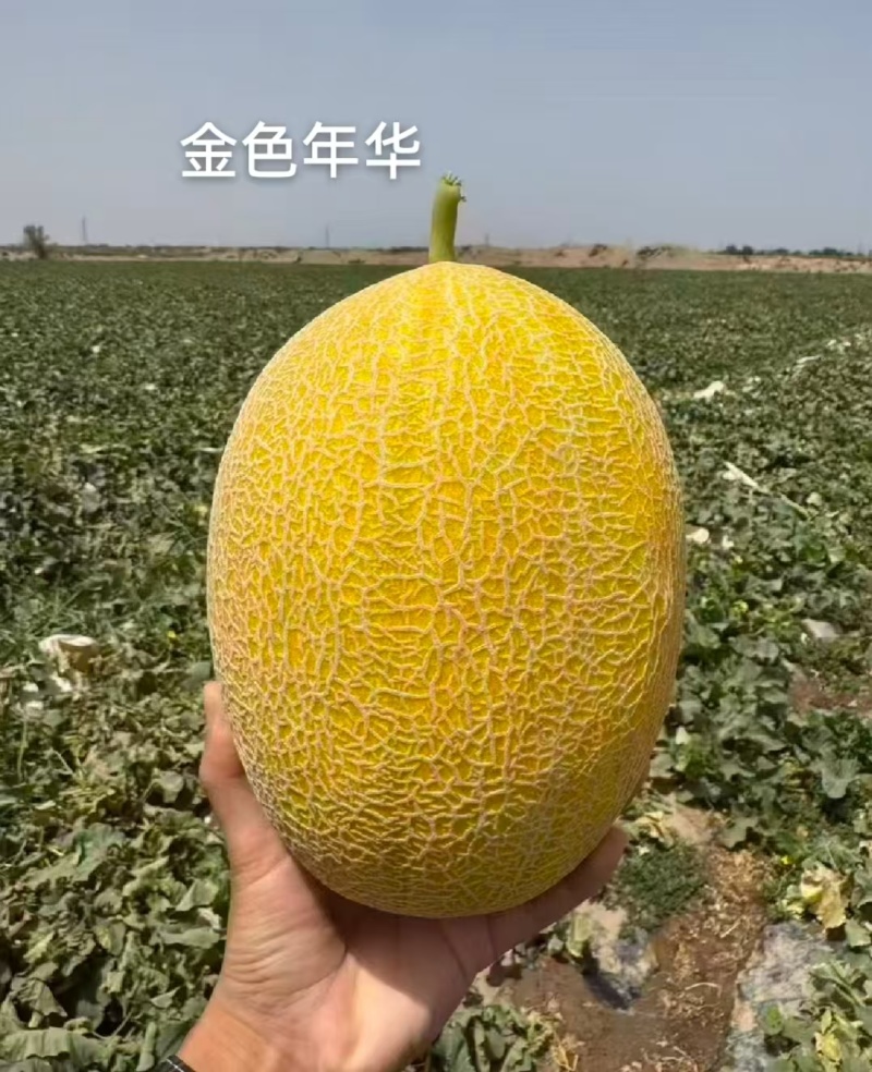 甘肃民勤蜜瓜，皮薄肉厚，2斤打底，对接市场电商，全国发货