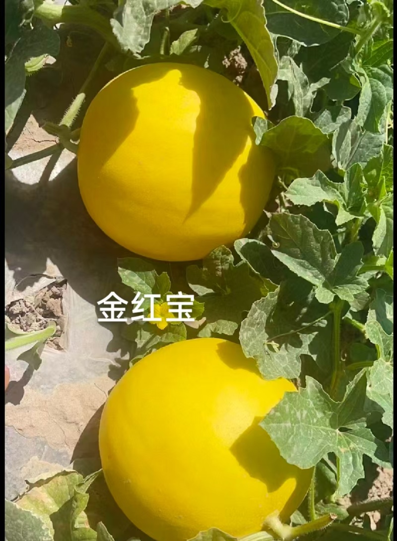 甘肃民勤蜜瓜，皮薄肉厚，2斤打底，对接市场电商，全国发货