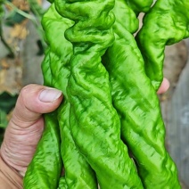 螺丝椒大量有货，定西市高原夏菜蔬菜产地一手货源，量大质优
