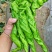 螺丝椒大量有货，定西市高原夏菜蔬菜产地一手货源，量大质优