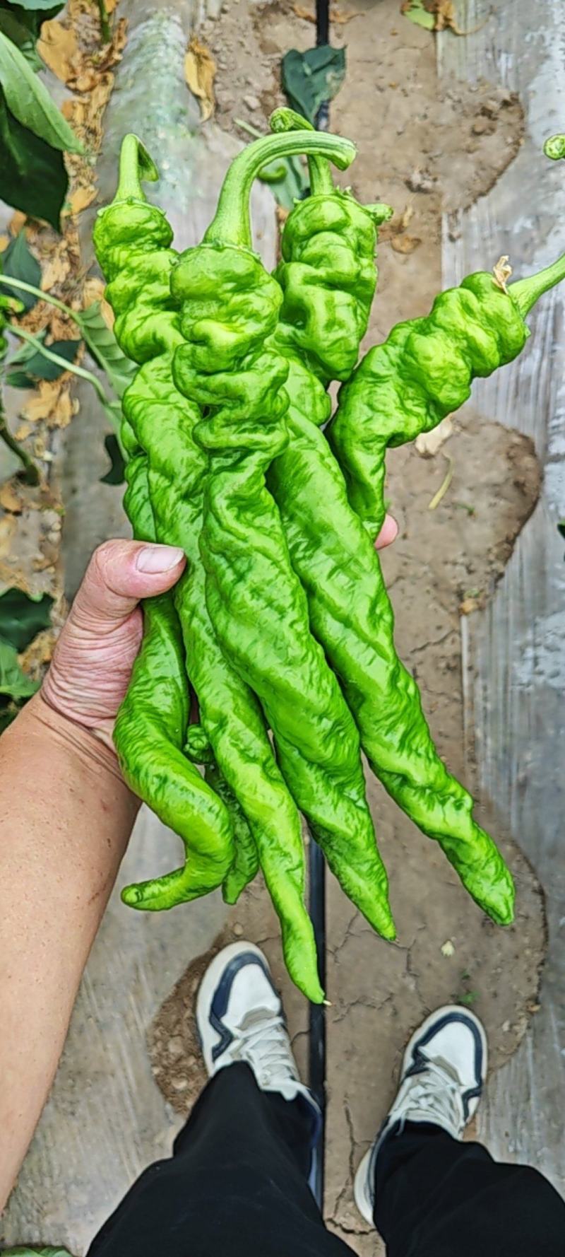 螺丝椒大量有货，定西市高原夏菜蔬菜产地一手货源，量大质优