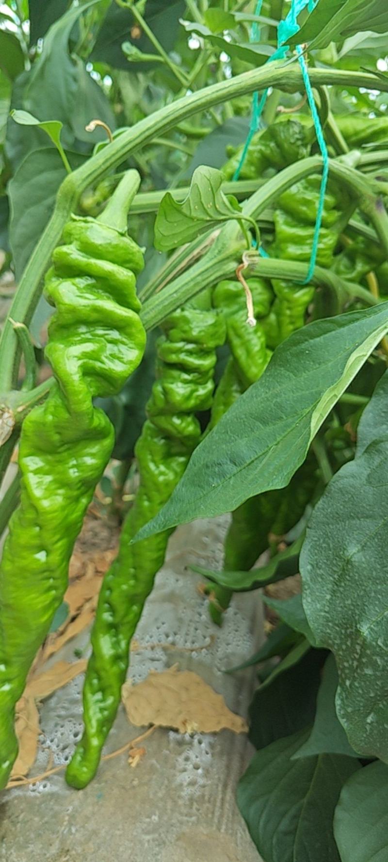 螺丝椒大量有货，定西市高原夏菜蔬菜产地一手货源，量大质优