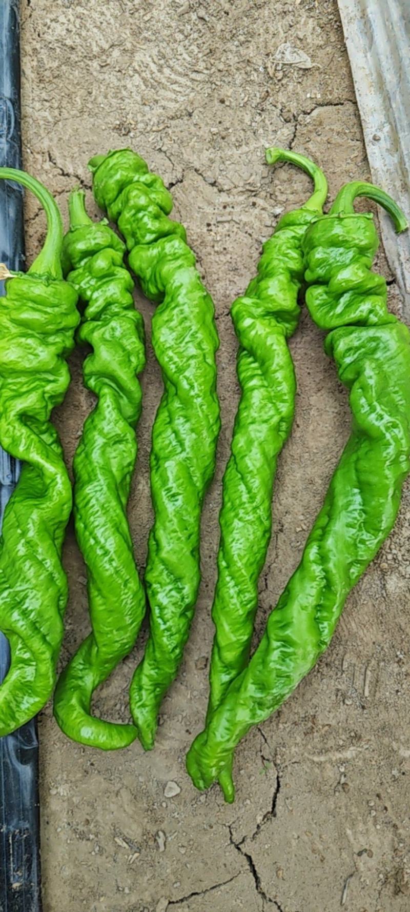 螺丝椒大量有货，定西市高原夏菜蔬菜产地一手货源，量大质优
