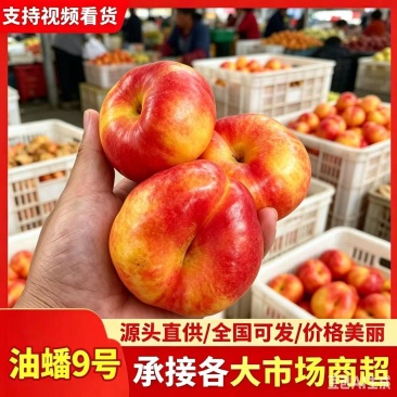 【代收代发】山东莱阳油蟠7油蟠9对接电商团购市场档口