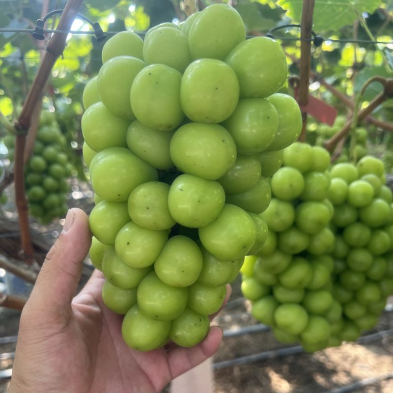 新沂阳光玫瑰大量上市，价格不高