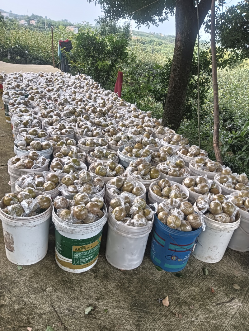 重庆永川吉安尖山早熟圆黄和黄花梨