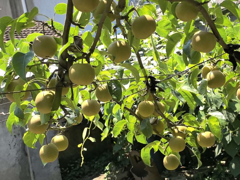 自家种的翠冠梨