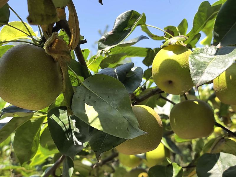 自家种的翠冠梨