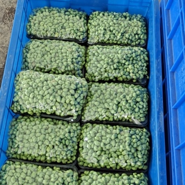 青黄豆芽苗菜