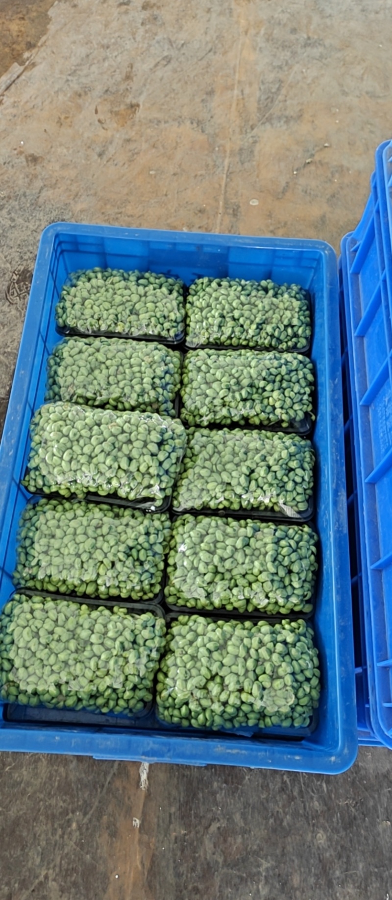 青黄豆芽苗菜
