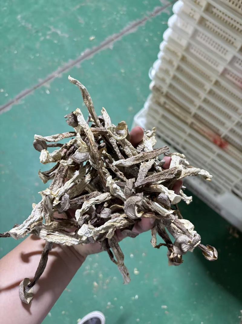 鹿茸菇干品