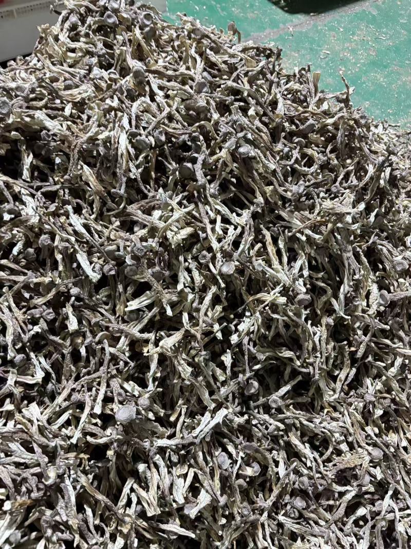 鹿茸菇干品