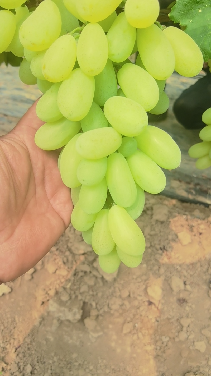 衡水青提葡萄维多利亚葡萄口感甜品质优产地直发量大从优