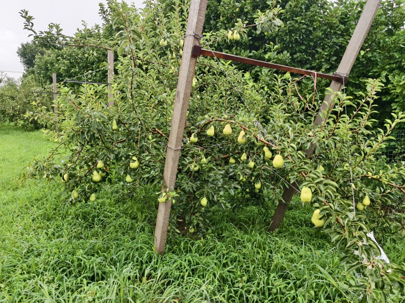 山东烟台莱州车轴梨