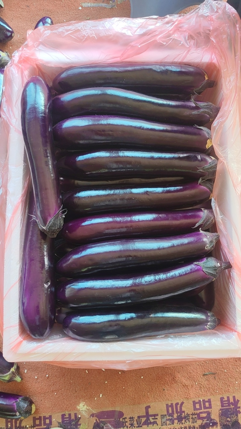 精品茄子
