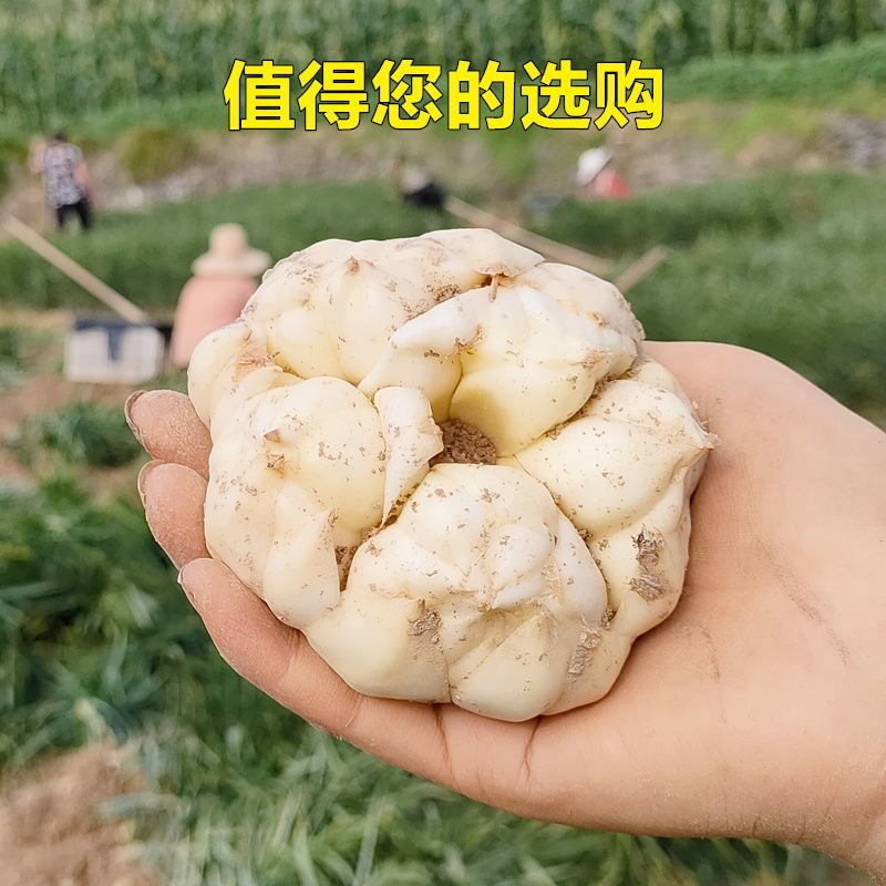 龙牙百合鲜果