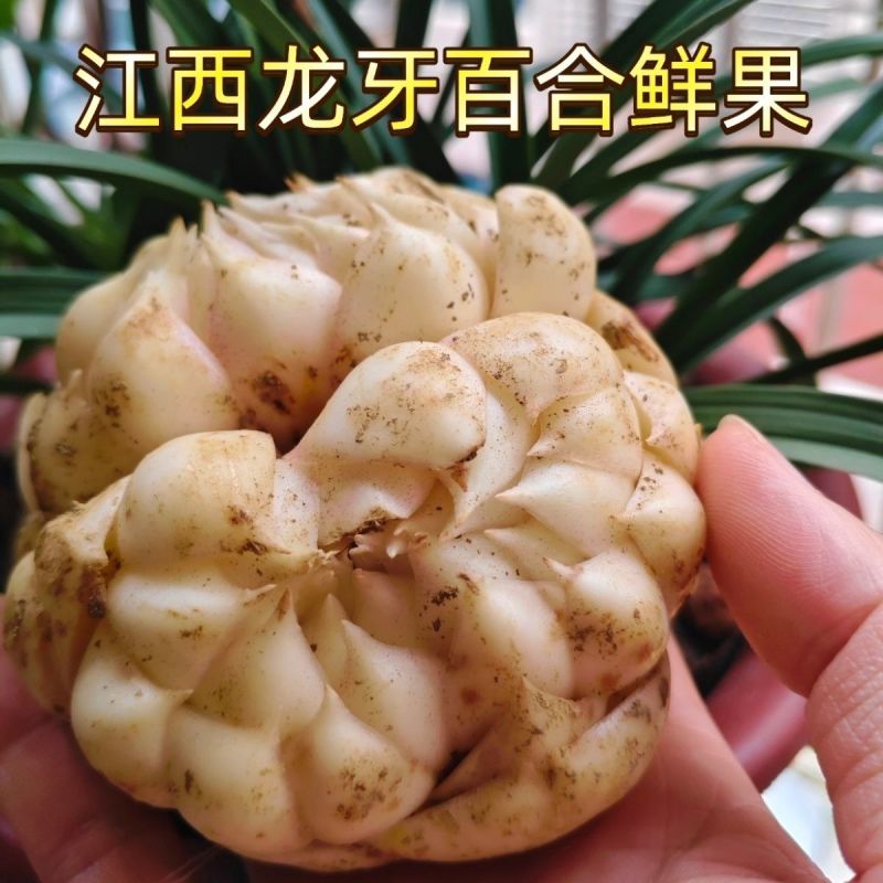 龙牙百合鲜果