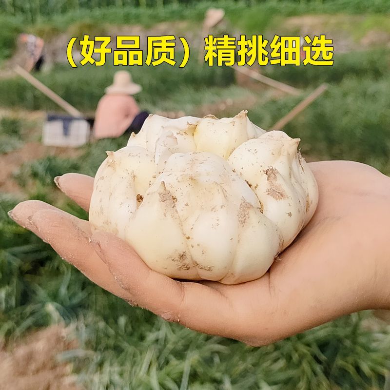 龙牙百合鲜果