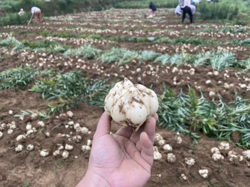 龙牙百合鲜果