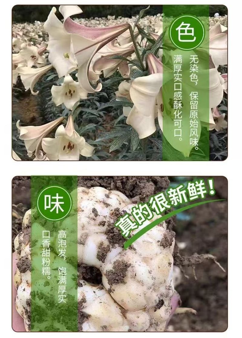 龙牙百合鲜果