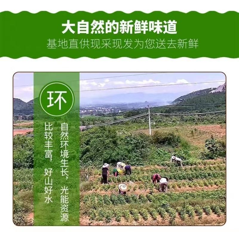 龙牙百合鲜果