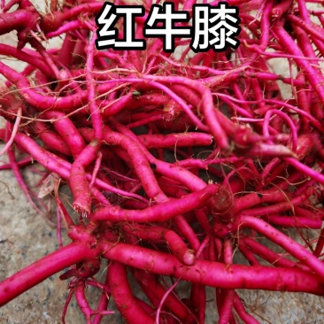 贵州省印江县红牛膝，鲜货