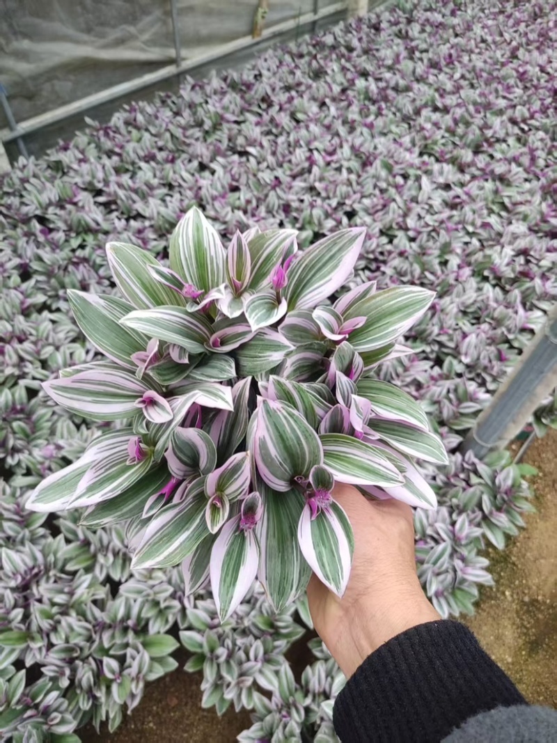 吊兰120规格