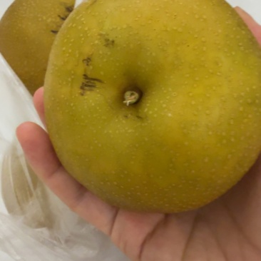 黄花梨