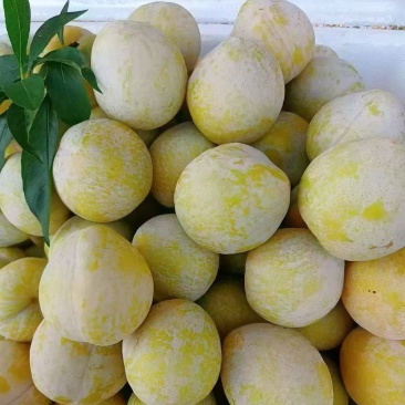 湖南沙洲黄金奈李