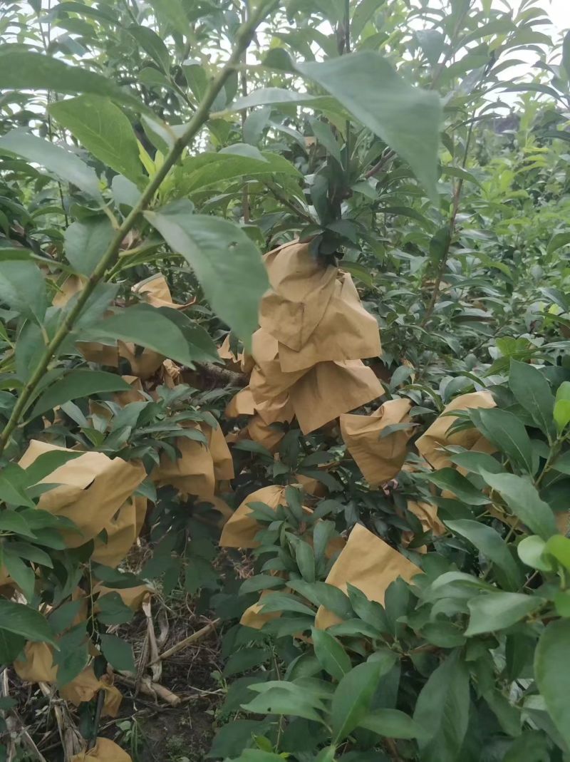 湖南沙洲黄金奈李
