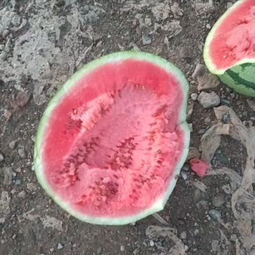 宁夏中宁西瓜