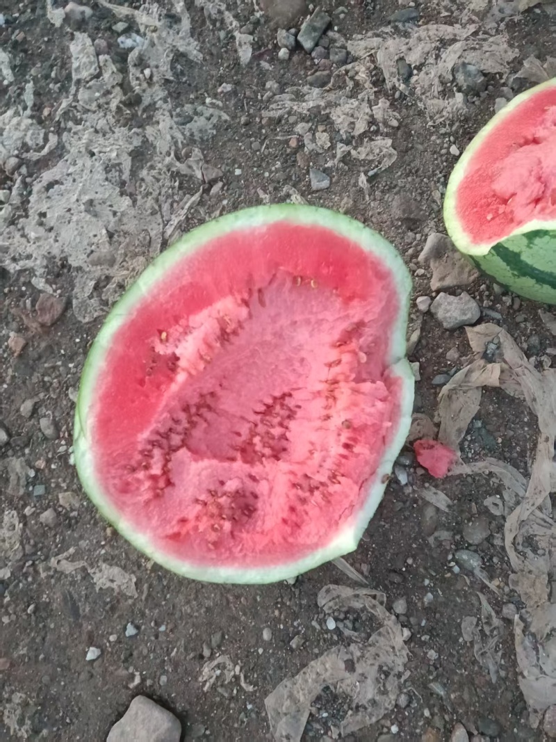 宁夏中宁西瓜