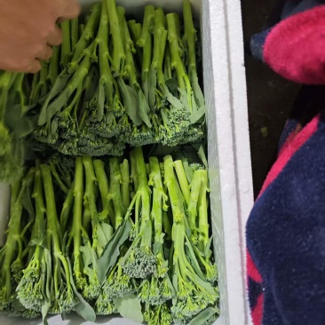 精品西兰苔鲜货甜苔需要的联系价格美丽西兰花也有