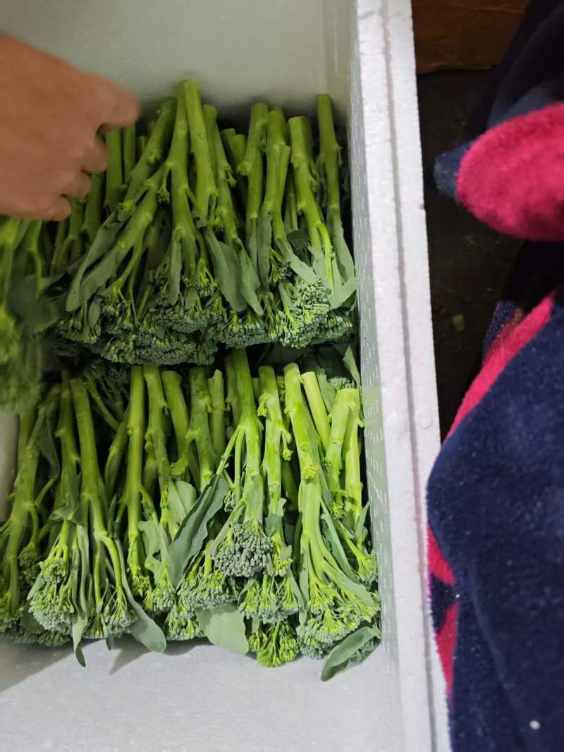 精品西兰苔鲜货甜苔需要的联系价格美丽西兰花也有
