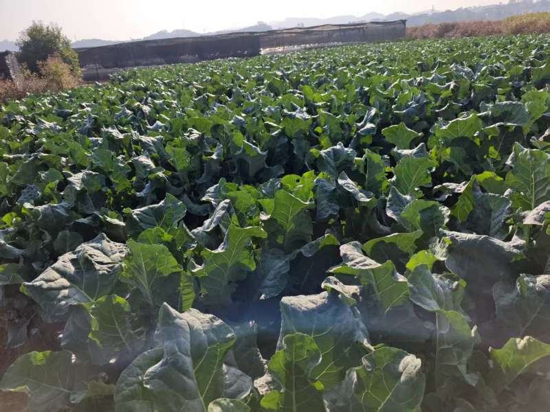 精品西兰苔鲜货甜苔需要的联系价格美丽西兰花也有