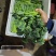 精品西兰苔鲜货甜苔需要的联系价格美丽西兰花也有