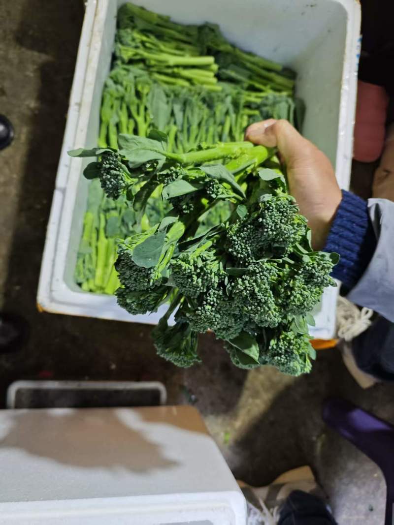 精品西兰苔鲜货甜苔需要的联系价格美丽西兰花也有