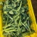 精品西兰苔鲜货甜苔需要的联系价格美丽西兰花也有