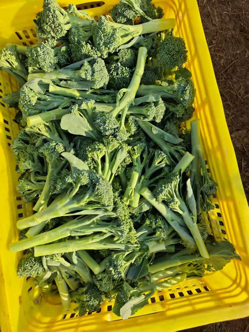 精品西兰苔鲜货甜苔需要的联系价格美丽西兰花也有