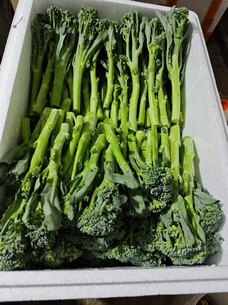 精品西兰苔鲜货甜苔需要的联系价格美丽西兰花也有