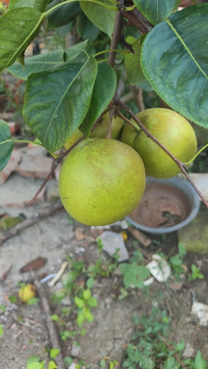 湖北翠冠梨