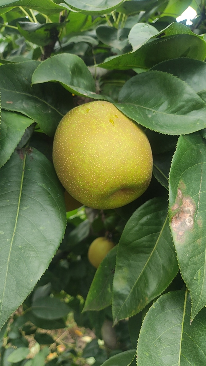湖北翠冠梨