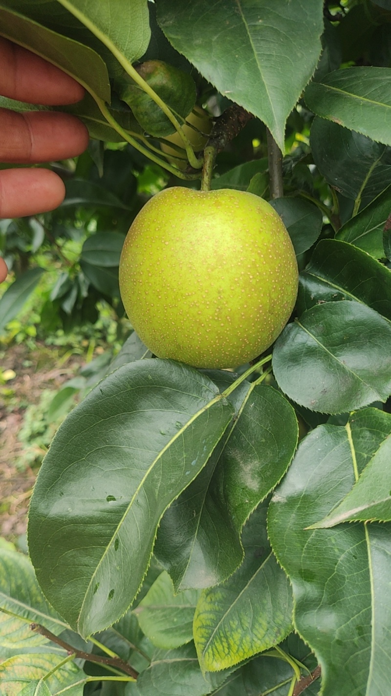 湖北翠冠梨